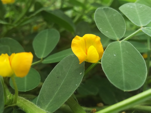 9 花編 落花生 についてもっと知りたい 株式会社川越屋 落花生 豆菓子を丹精込めて暮らしのお届け